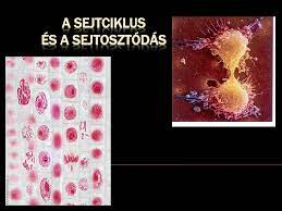 Sejtciklus és sejtosztódás