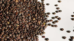 A vetőmag jellemző tulajdonságai