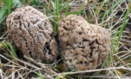 Tavaszi tömlős gombák