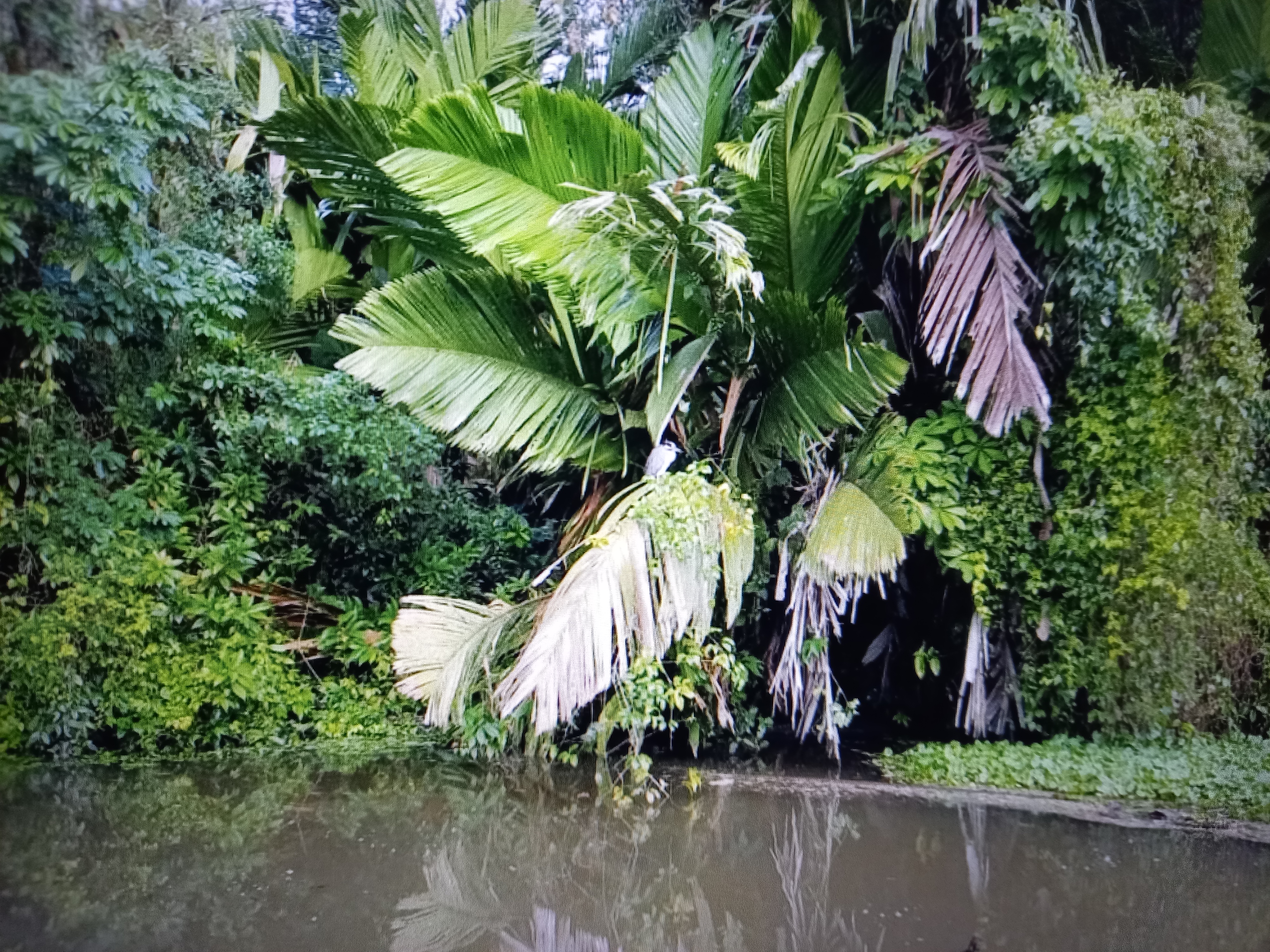 Trópusi esőerdők élővilága