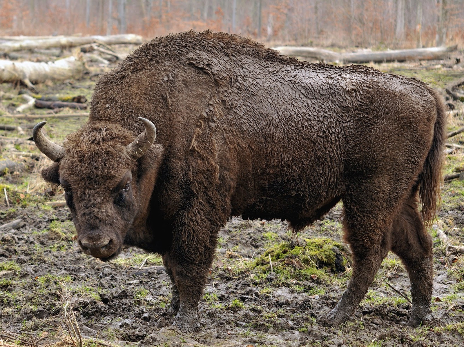 Bison bonasus - az európai bölény