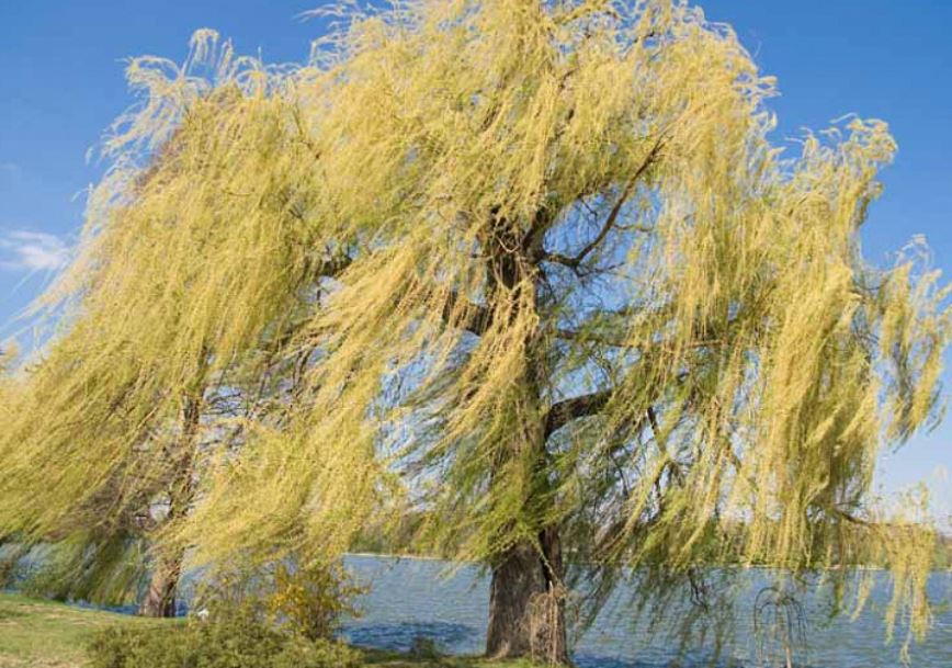 Egyjelentésű, Többjelentésű és Azonos alakú szavak