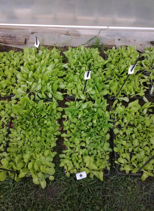 Salátapalánta kísérlet