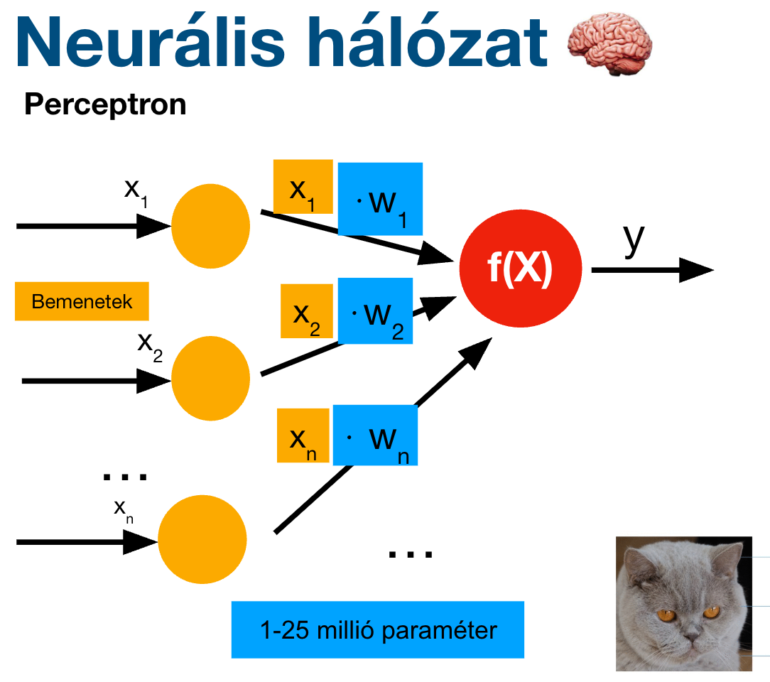 Neurális hálózat