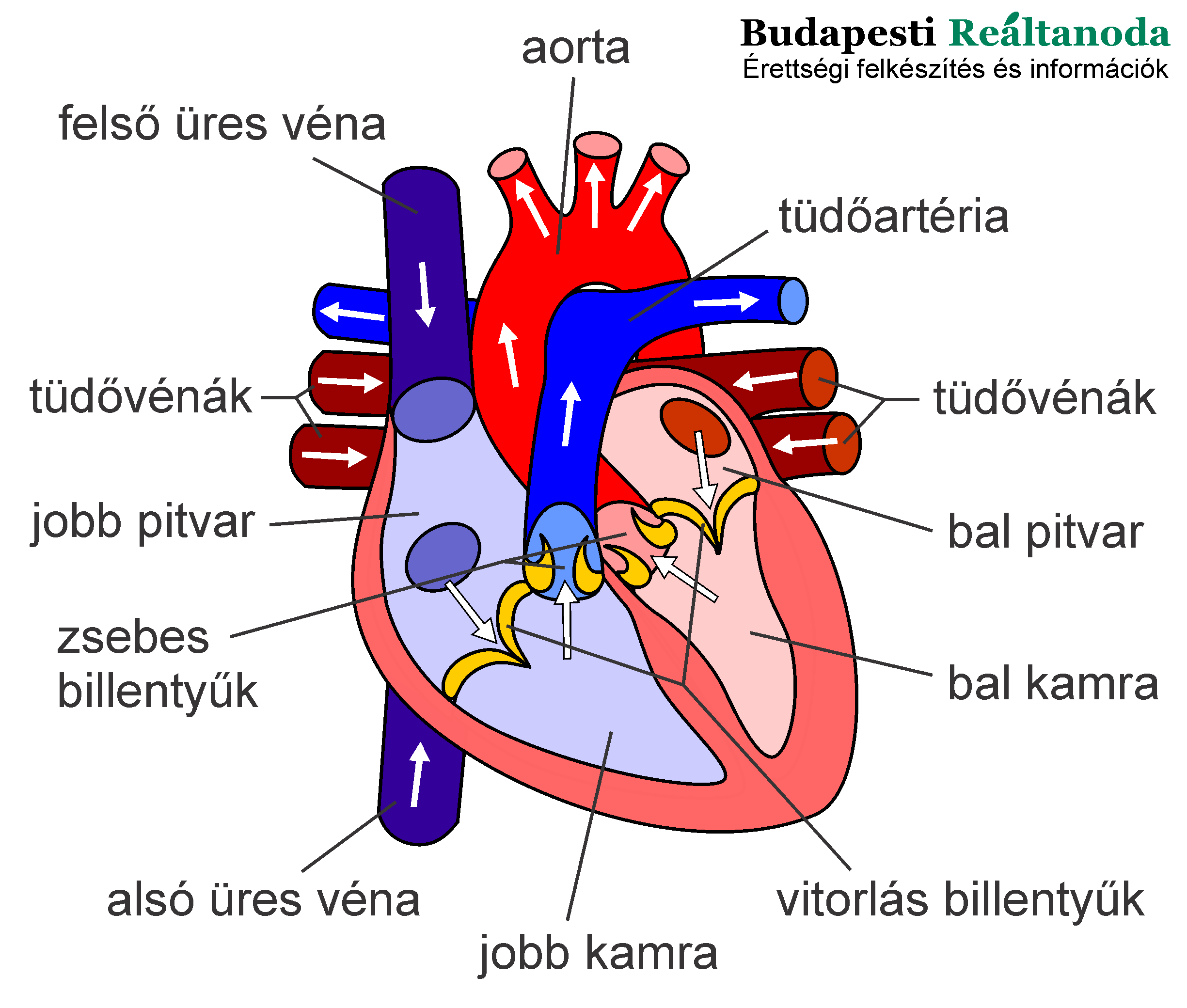 A vérkeringés két körét bemutató részletes ábra