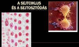 Sejtciklus és sejtosztódás