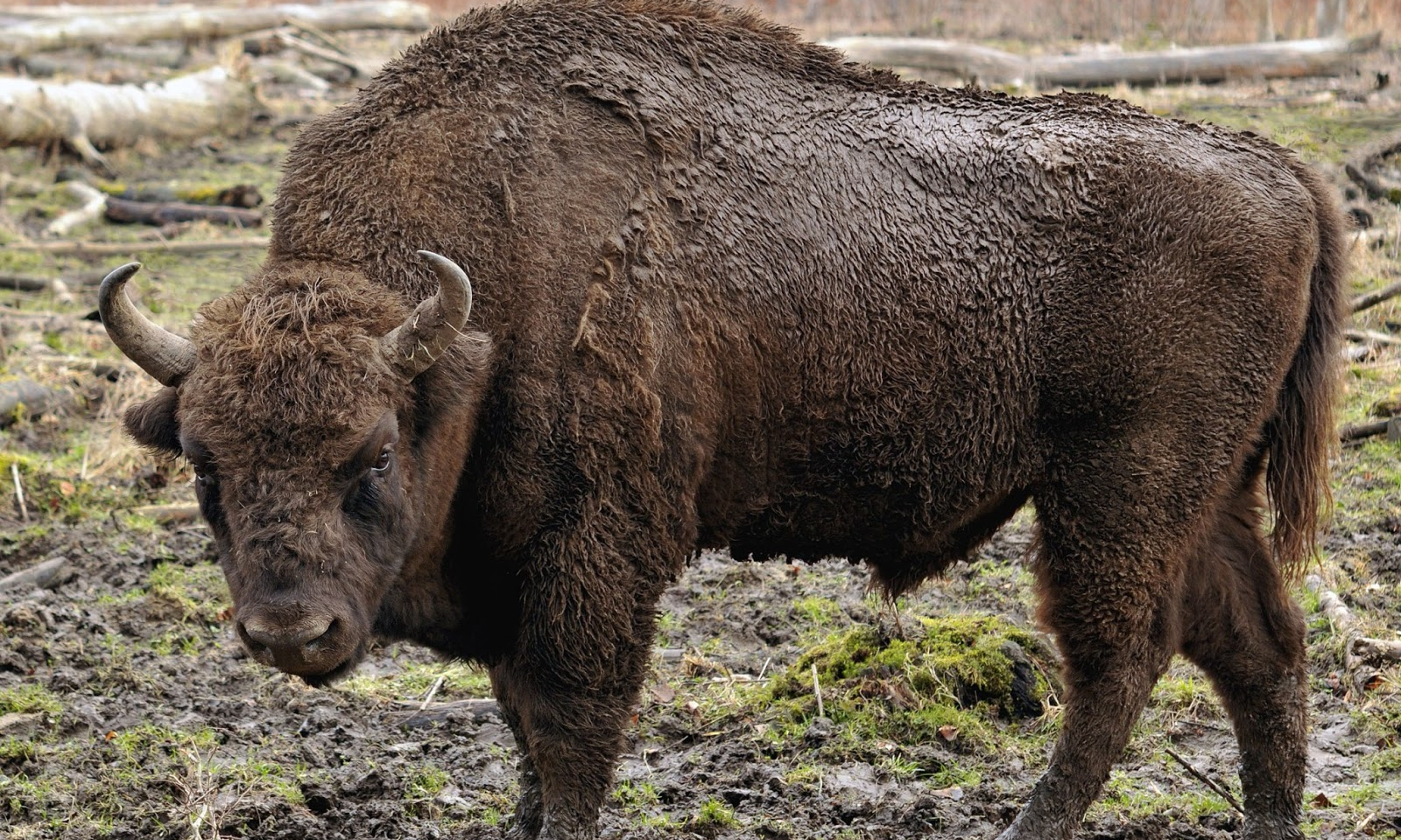 Bison bonasus - az európai bölény
