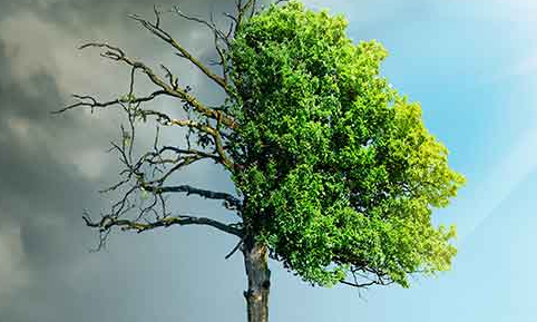 Environmental Pollution